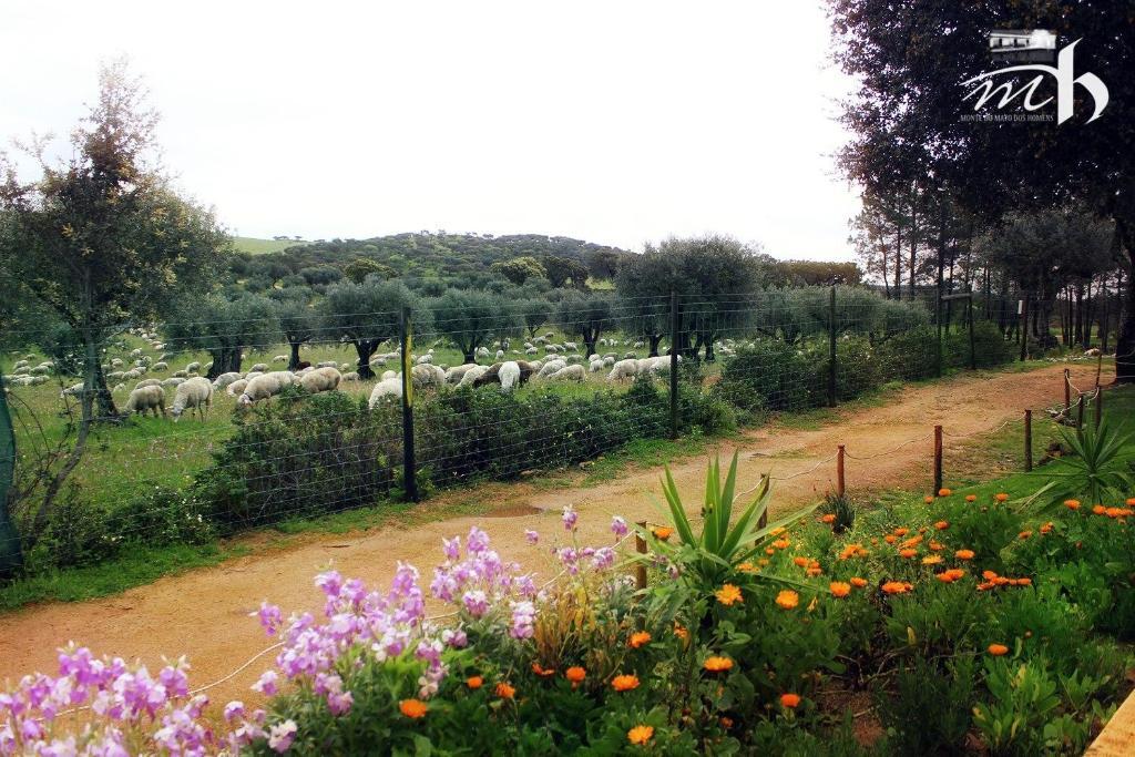 Monte Do Mato Dos Homens Vidigueira Εξωτερικό φωτογραφία